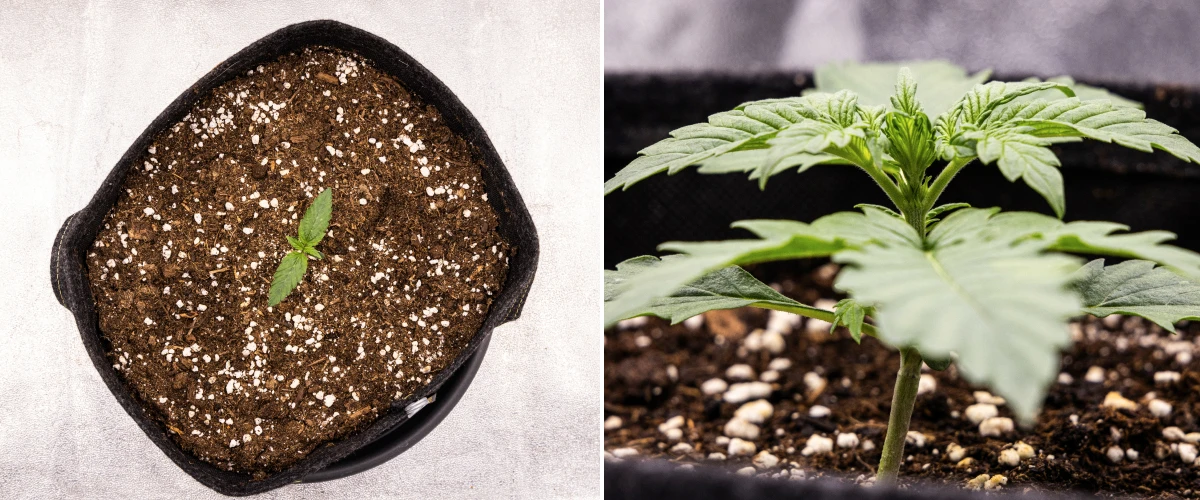 Pink Mist Auto Anbaubericht Woche 1: Sämlingsphase Pink Mist Auto Cannabissämling in Woche 1 mit frühem Wachstum in einem mit Erde gefüllten Stofftopf und der Entwicklung der ersten echten Blätter.