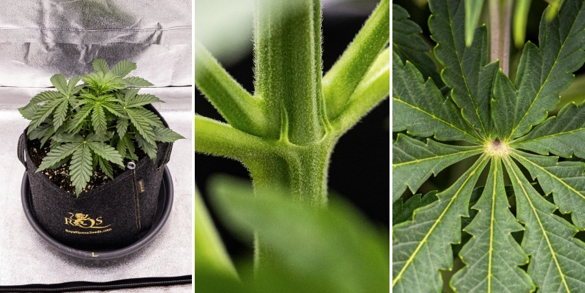 Pink Mist Auto Anbaubericht, Wochen 2–4: vegetatives Wachstum Pink Mist Auto Cannabispflanze während der Wochen 2 bis 4 des vegetativen Wachstums mit gesundem grünem Laub, sich entwickelnden Zweigen und ersten Anzeichen der Blüte.