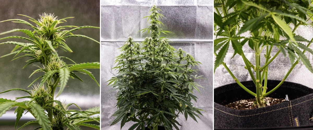 Pink Mist Auto Cannabispflanze in den Blütewochen 5 bis 7 mit sich entwickelnden Buds und weißen Blütenstempeln, kräftigem Höhenwachstum und beschnittenen unteren Zweigen.