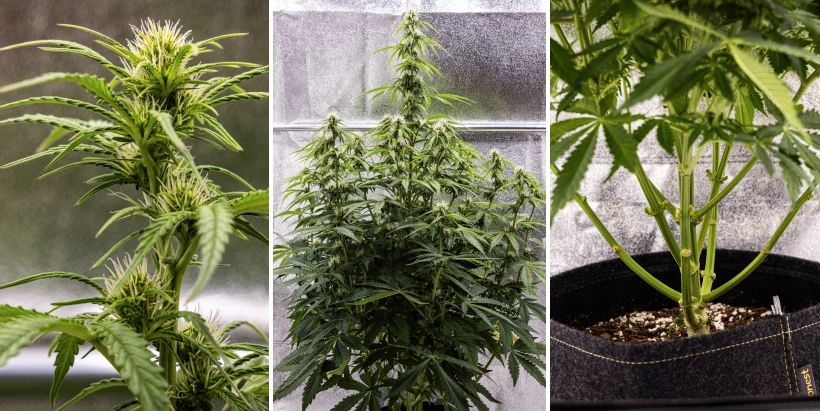 Pink Mist Auto Anbaubericht, Wochen 5–7: Blütephase Pink Mist Auto Cannabispflanze in den Blütewochen 5 bis 7 mit sich entwickelnden Buds und weißen Blütenstempeln, kräftigem Höhenwachstum und beschnittenen unteren Zweigen.