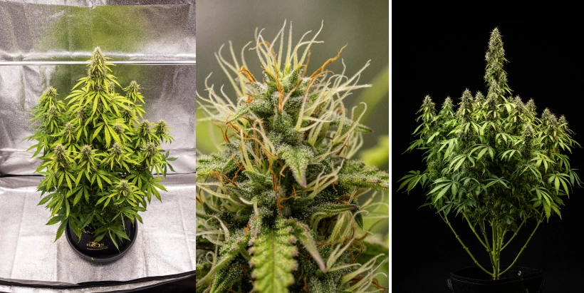 Pink Mist Auto Anbaubericht, Wochen 8–11: späte Blüte und Ernte Pink Mist Auto Cannabispflanze während der Blütewochen 8 bis 11 mit dichten, trichombedeckten Buds, orangefarbenen Blütenstempeln, vergilbenden Blättern und erntereifen Blüten.