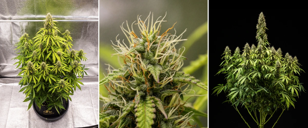 Pink Mist Auto Anbaubericht, Wochen 8–11: späte Blüte und Ernte Pink Mist Auto Cannabispflanze während der Blütewochen 8 bis 11 mit dichten, trichombedeckten Buds, orangefarbenen Blütenstempeln, vergilbenden Blättern und erntereifen Blüten.