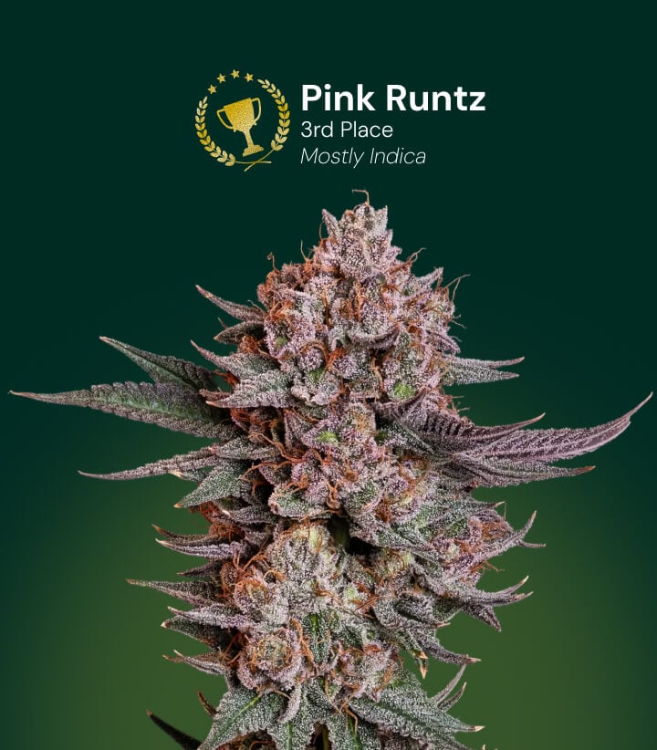 Pink Runtz Cannabisblüte, Gewinner des 3. Platzes, überwiegend Indica
