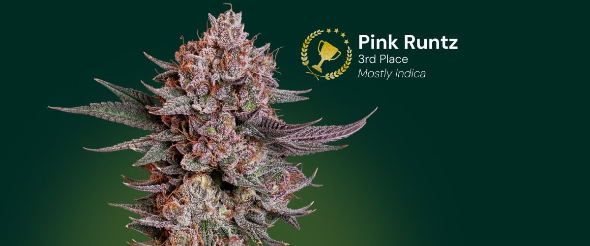 Pink Runtz Cannabisblüte, Gewinner des 3. Platzes, überwiegend Indica