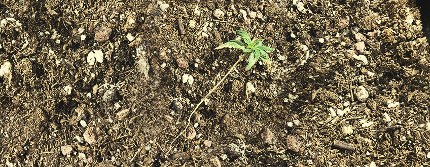 Pithium in Cannabis Seedling Pithium in Cannabis Seedling