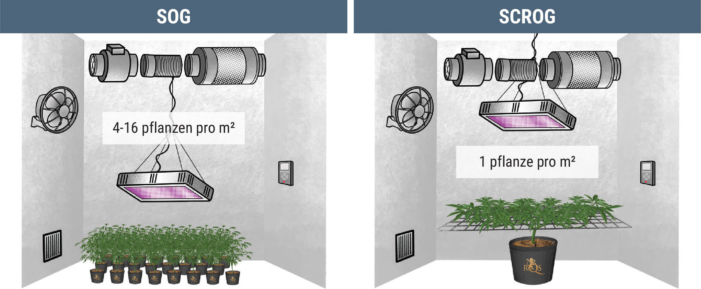 Wie Viele Cannabispflanzen Kann Man Pro Quadratmeter Anbauen?