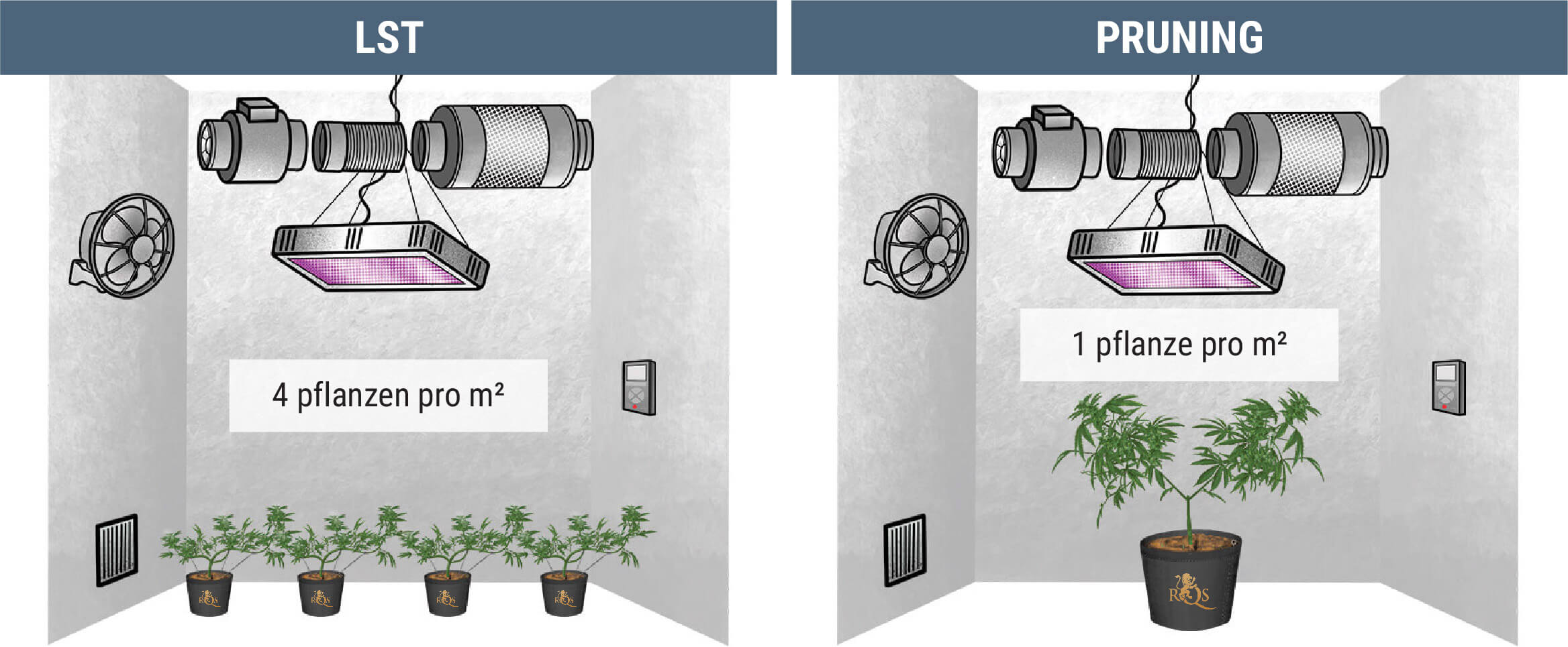 Wie Viele Cannabispflanzen Kann Man Pro Quadratmeter Anbauen?