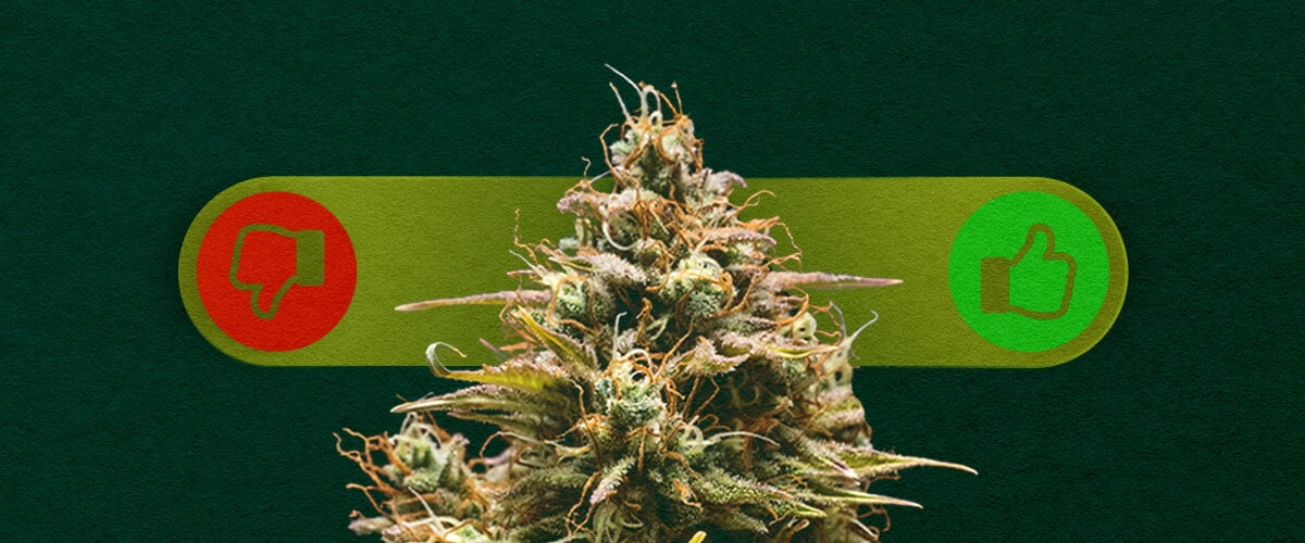 Selbstblühendes Cannabis: Die Vor- und Nachteile des Anbaus Abwägen Vor- und Nachteile von selbstblühendem Cannabis: Entdecken Sie die Vorteile (schnelles Wachstum, einfach für Anfänger) und Nachteile (geringere Erträge, weniger Kontrolle) des Anbaus von selbstblühenden Sorten.