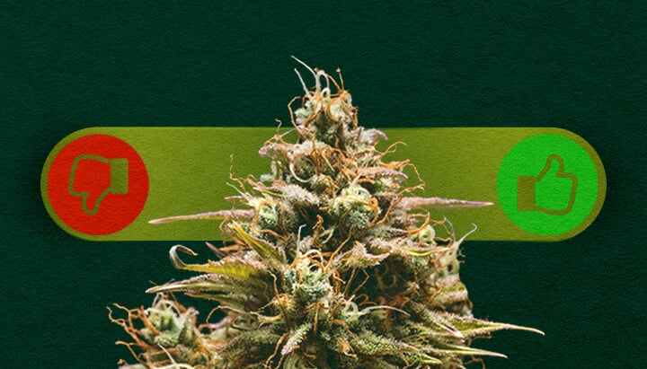 Selbstblühendes Cannabis: Die Vor- und Nachteile des Anbaus Abwägen Vor- und Nachteile von selbstblühendem Cannabis: Entdecken Sie die Vorteile (schnelles Wachstum, einfach für Anfänger) und Nachteile (geringere Erträge, weniger Kontrolle) des Anbaus von selbstblühenden Sorten.