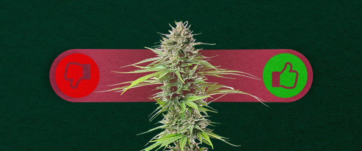 Photoperiodisches Cannabis: Die Vor- und Nachteile des Anbaus Abwägen Vor- und Nachteile von photoperiodischem Cannabis: Entdecken Sie die Vorteile (höhere Erträge, mehr Kontrolle über das Wachstum) und Nachteile (längere Wachstumszeit, erfordert Lichtzyklusmanagement) von photoperiodischen Sorten.