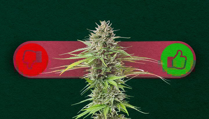 Photoperiodisches Cannabis: Die Vor- und Nachteile des Anbaus Abwägen Vor- und Nachteile von photoperiodischem Cannabis: Entdecken Sie die Vorteile (höhere Erträge, mehr Kontrolle über das Wachstum) und Nachteile (längere Wachstumszeit, erfordert Lichtzyklusmanagement) von photoperiodischen Sorten.