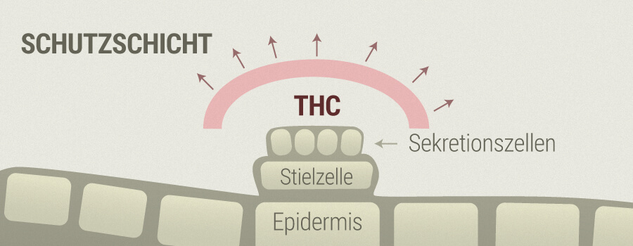 Rosacea Und THC Rosacea Und THC