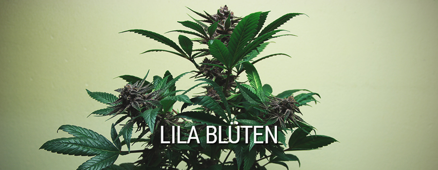 Lila Blüten Cannabis