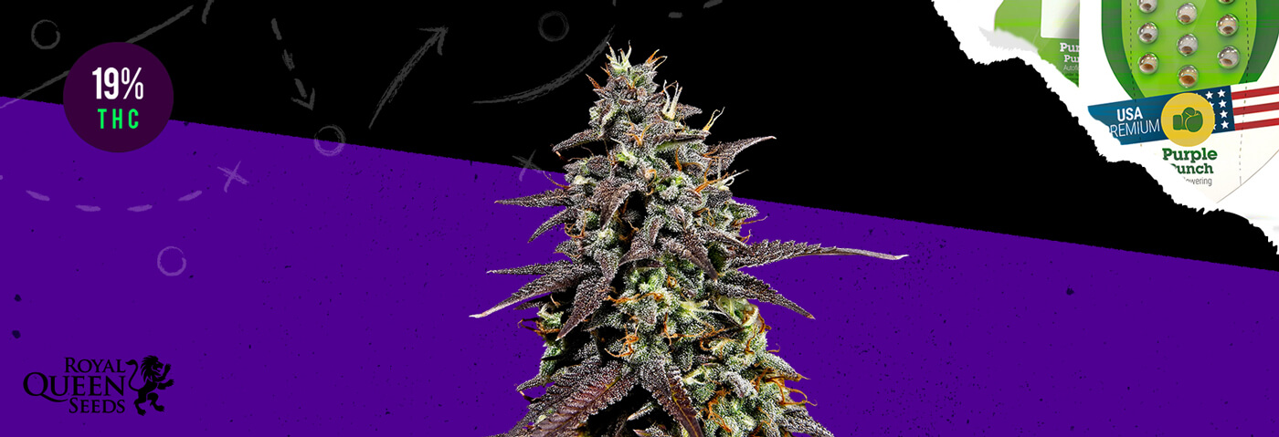 Purple Punch Automatic Purple Punch Automatic