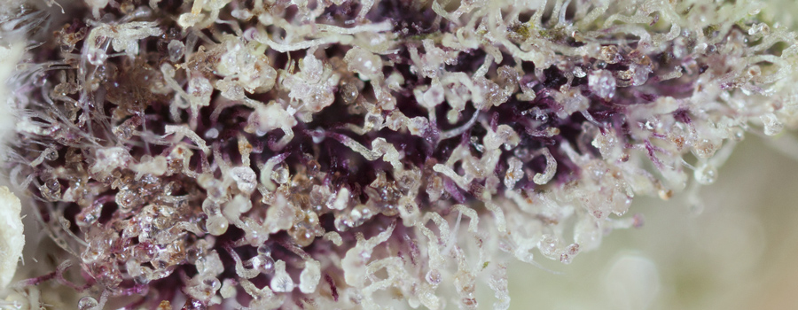 Lila Cannabis-Knospen-Gefolge-Effekt Lila Cannabis-Knospen-Gefolge-Effekt