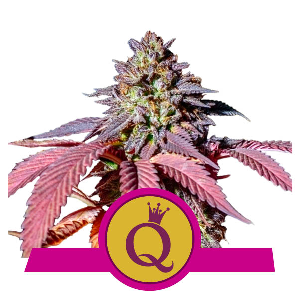 Buy Purple Queen Buy Purple Queen