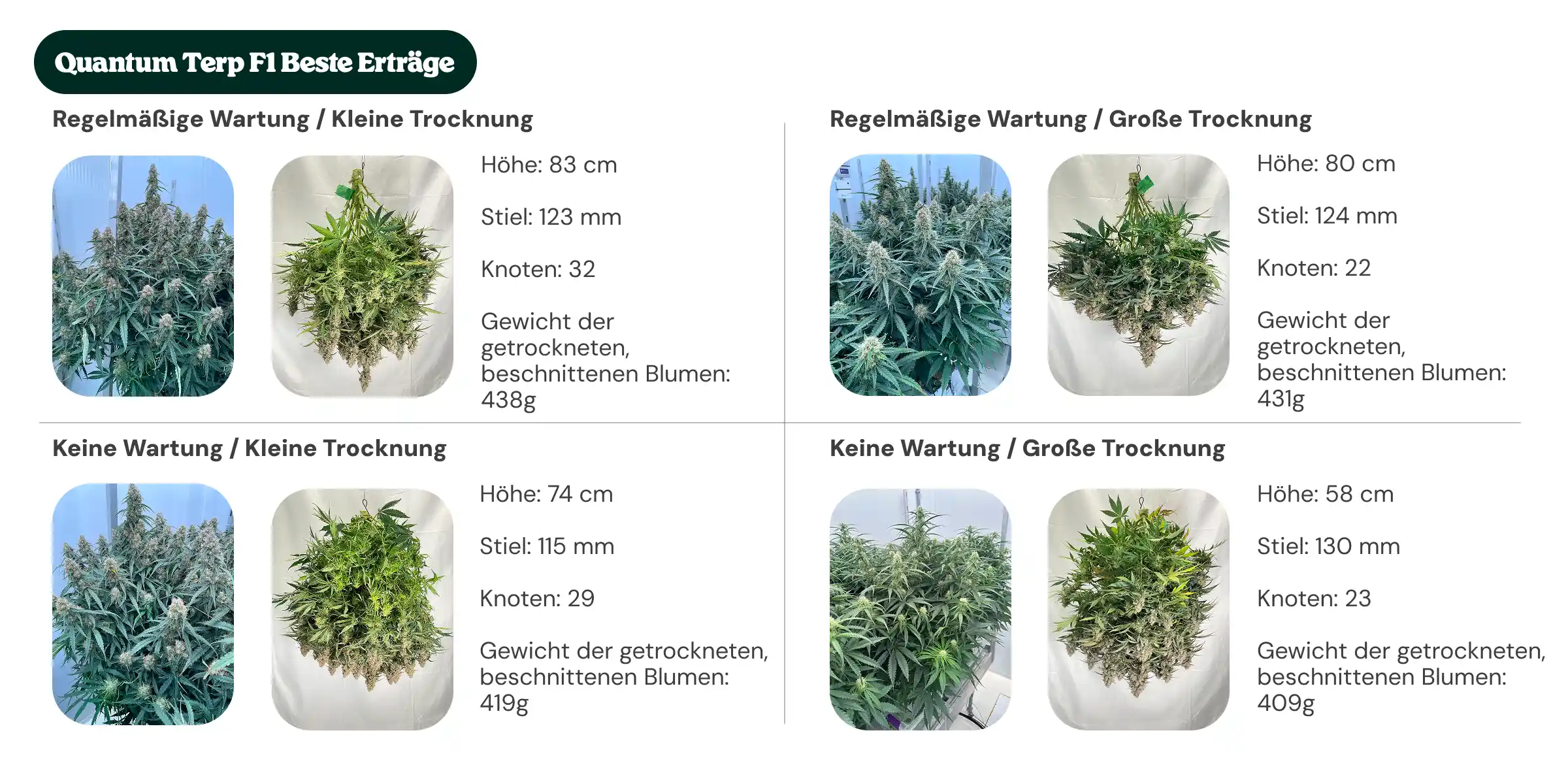 Übersicht der Quantum Terp F1 Ergebnisse mit regelmäßiger Pflege und ohne Pflege, kleinem und großem Dryback, im Vergleich von Pflanzenhöhe, Stammdurchmesser, Knotenzahl und trockenem manikürtem Blütengewicht.