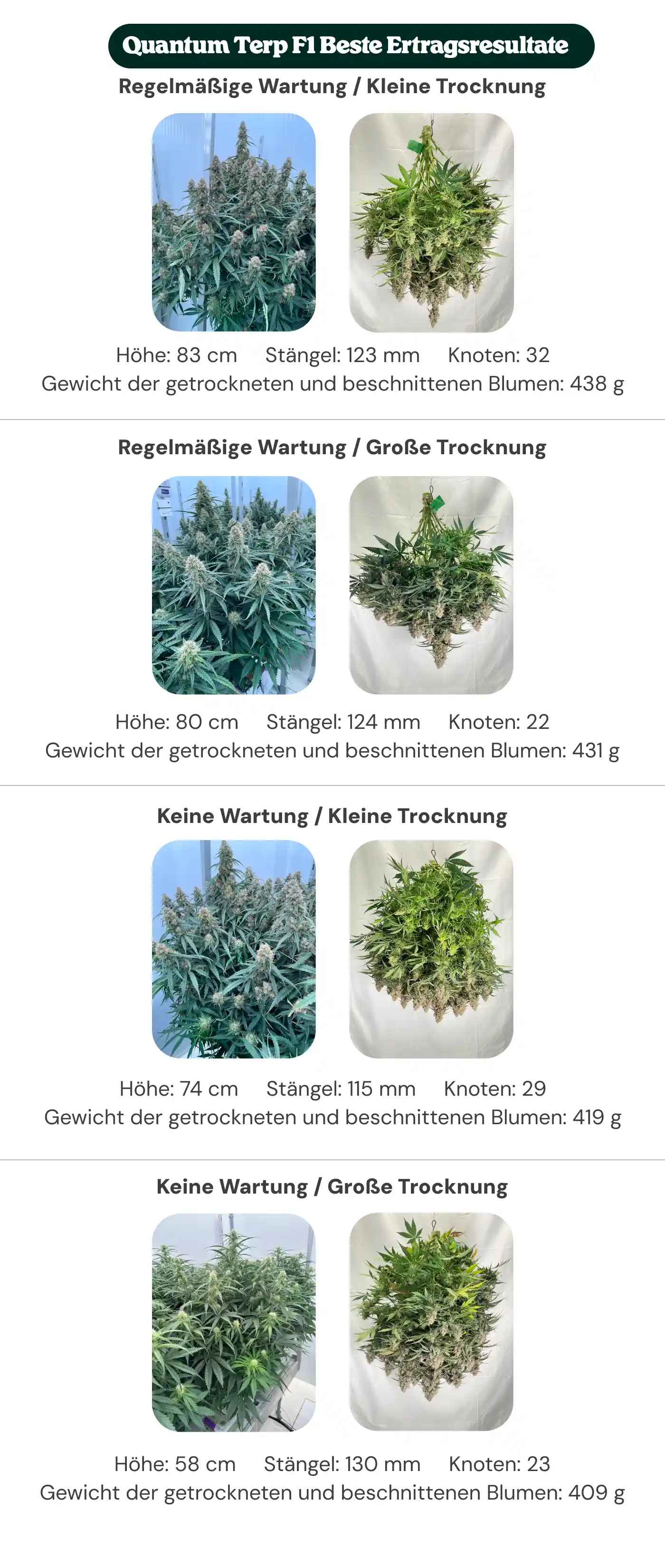Übersicht der Quantum Terp F1 Ergebnisse mit regelmäßiger Pflege und ohne Pflege, kleinem und großem Dryback, im Vergleich von Pflanzenhöhe, Stammdurchmesser, Knotenzahl und trockenem manikürtem Blütengewicht.