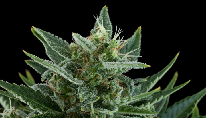 Quick One: minimale Höhe und Geschwindigkeit Quick One Cannabis-Bud mit frostigen harzigen Blüten, grünen Zuckerblättern, orangefarbenen Blütenstempeln und kompaktem Wachstum vor dunklem Hintergrund.