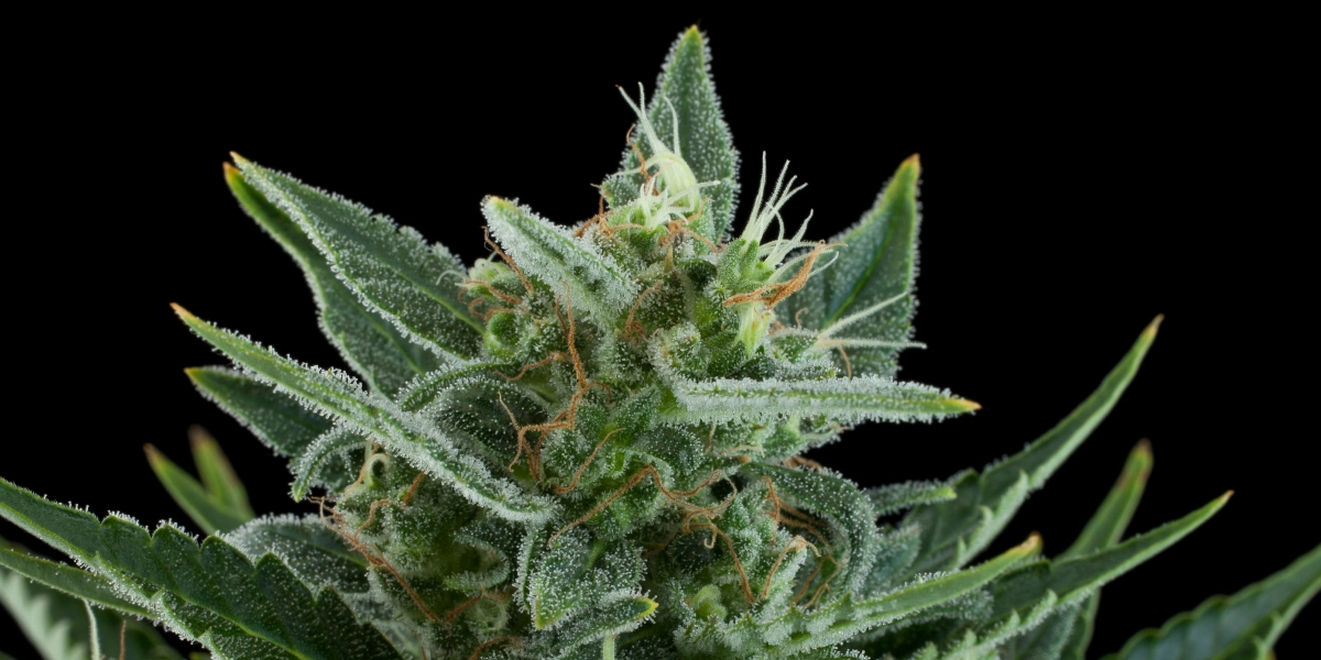 Quick One: minimale Höhe und Geschwindigkeit Quick One Cannabis-Bud mit frostigen harzigen Blüten, grünen Zuckerblättern, orangefarbenen Blütenstempeln und kompaktem Wachstum vor dunklem Hintergrund.