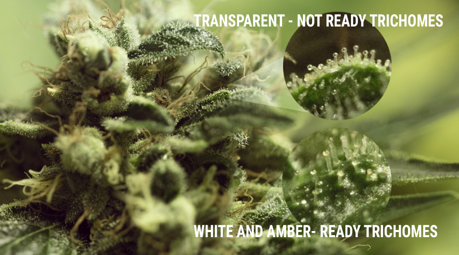 Trichome Anbau Pilze Marihuana uv Licht Kelch Knospe Cannabis