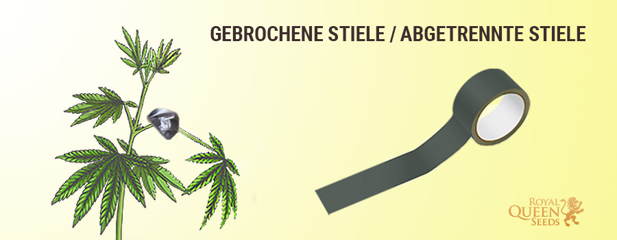 Fix defekte Stämme und distanzierte Stämme Fix defekte Stämme und distanzierte Stämme