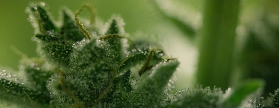 Harz Trichome Charas