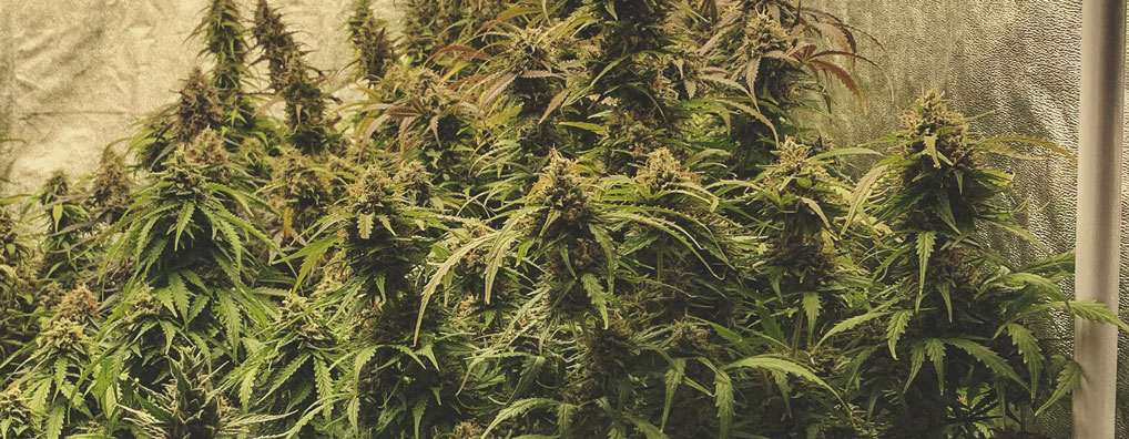 Royal Gorilla Automatic