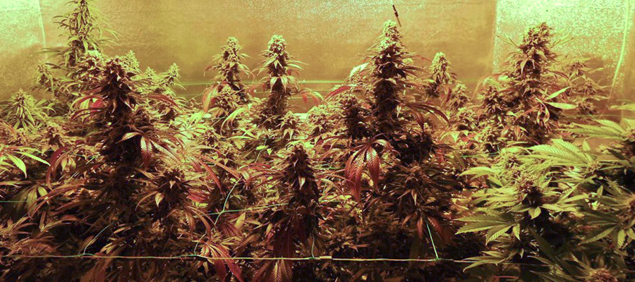 Royal Moby Cannabis 420 RQS Marijuana seeds Royal Moby Cannabis 420 RQS Marijuana seeds