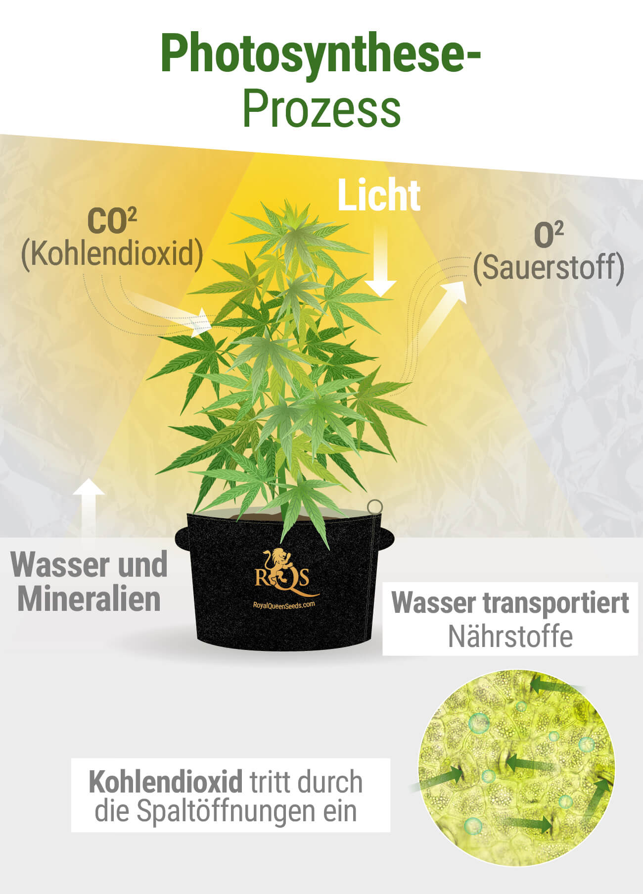 CO₂ während der Photosynthese