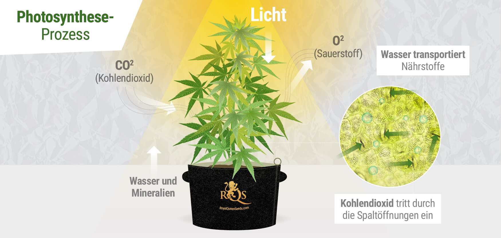 CO₂ während der Photosynthese