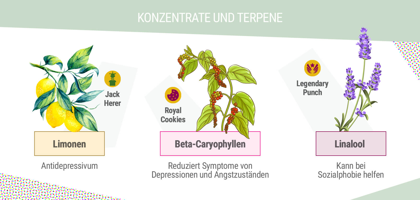 KONZENTRATE UND TERPENE