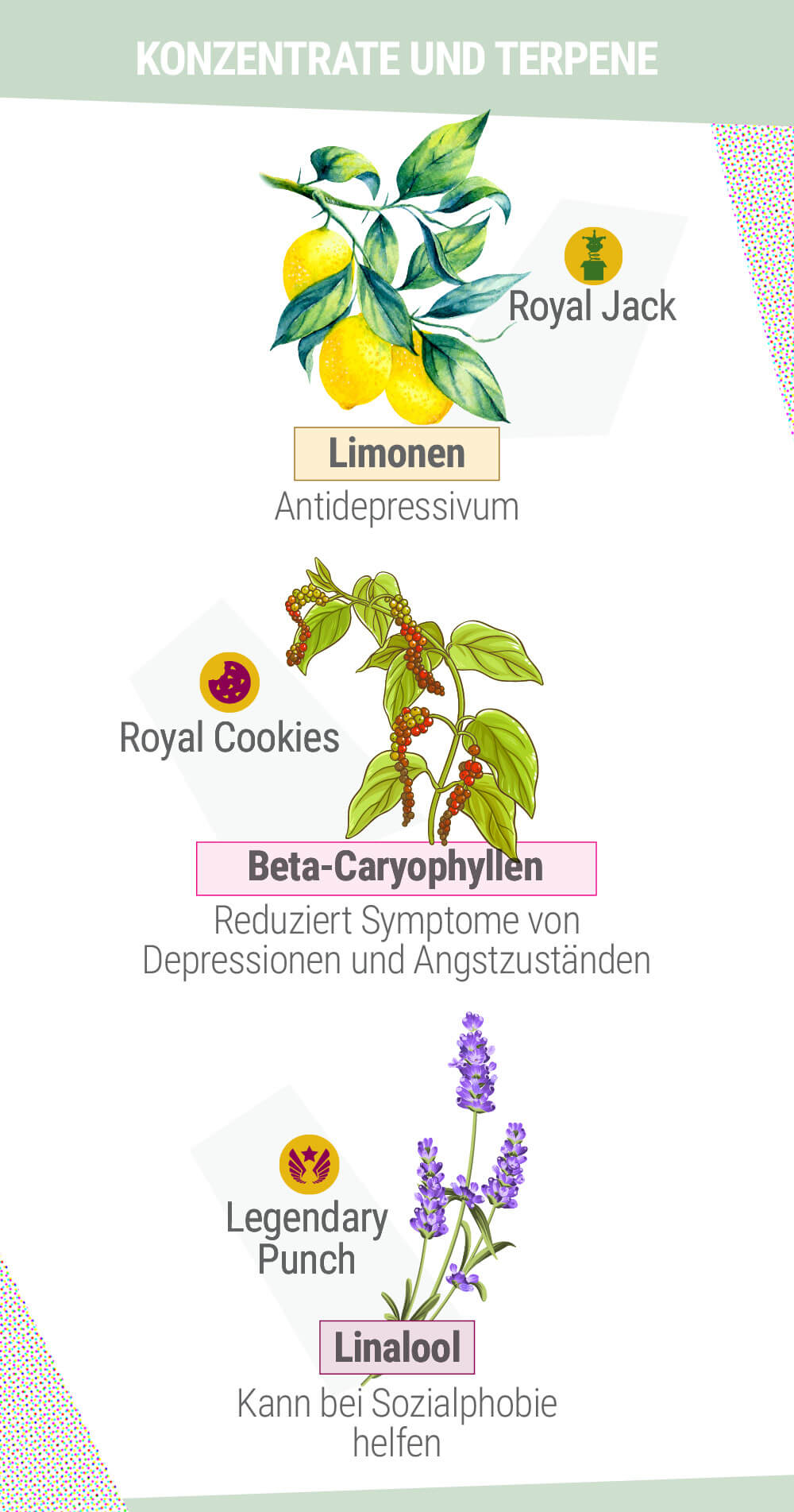 KONZENTRATE UND TERPENE