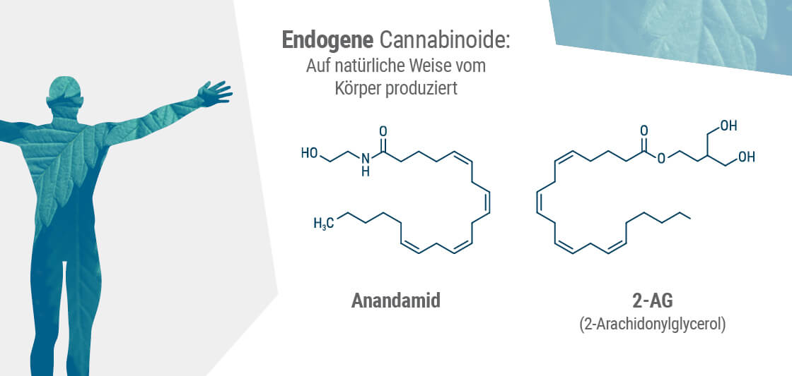 Die beiden primären Endocannabinoide im Körper sind Anandamid und 2-AG.