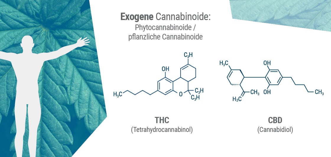 Phytocannabinoide haben oft eine ähnliche Molekülstruktur wie unsere körpereigenen Endocannabinoide