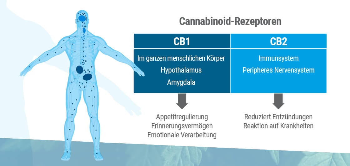 Das Endocannabinoid-System weist zwei Hauptrezeptortypen auf: CB1 und CB2