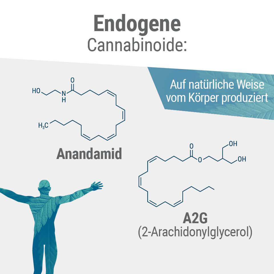 Die beiden primären Endocannabinoide im Körper sind Anandamid und 2-AG.