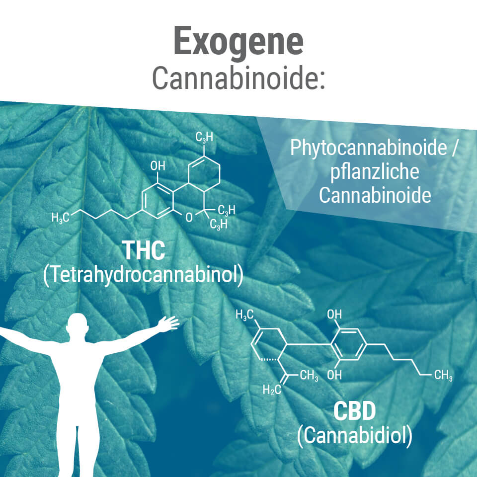 Phytocannabinoide haben oft eine ähnliche Molekülstruktur wie unsere körpereigenen Endocannabinoide