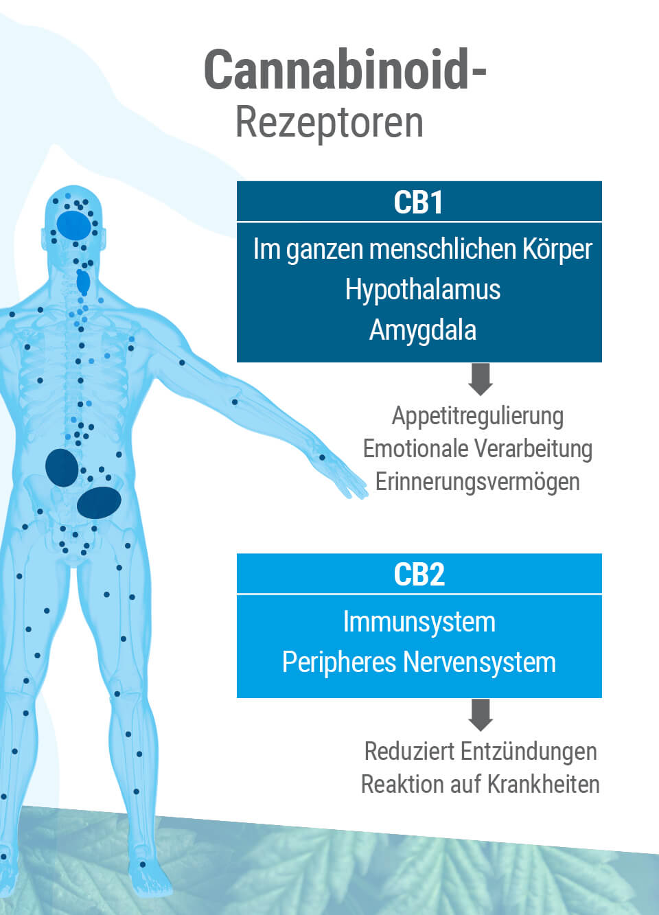 Das Endocannabinoid-System weist zwei Hauptrezeptortypen auf: CB1 und CB2