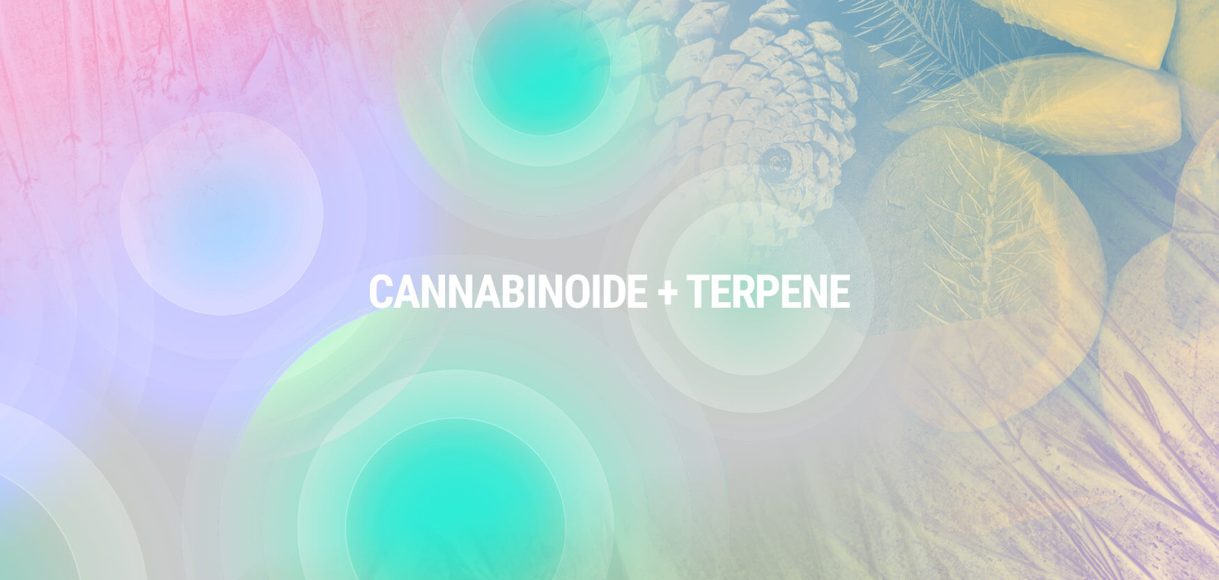 Cannabinoide + Terpene