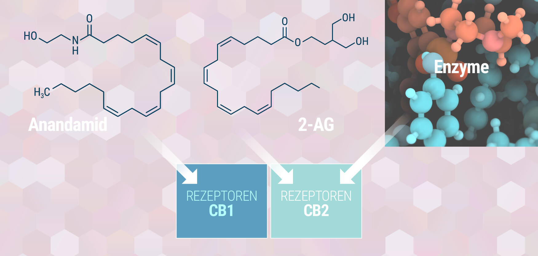 Dein endocannabinoid-system verstehen