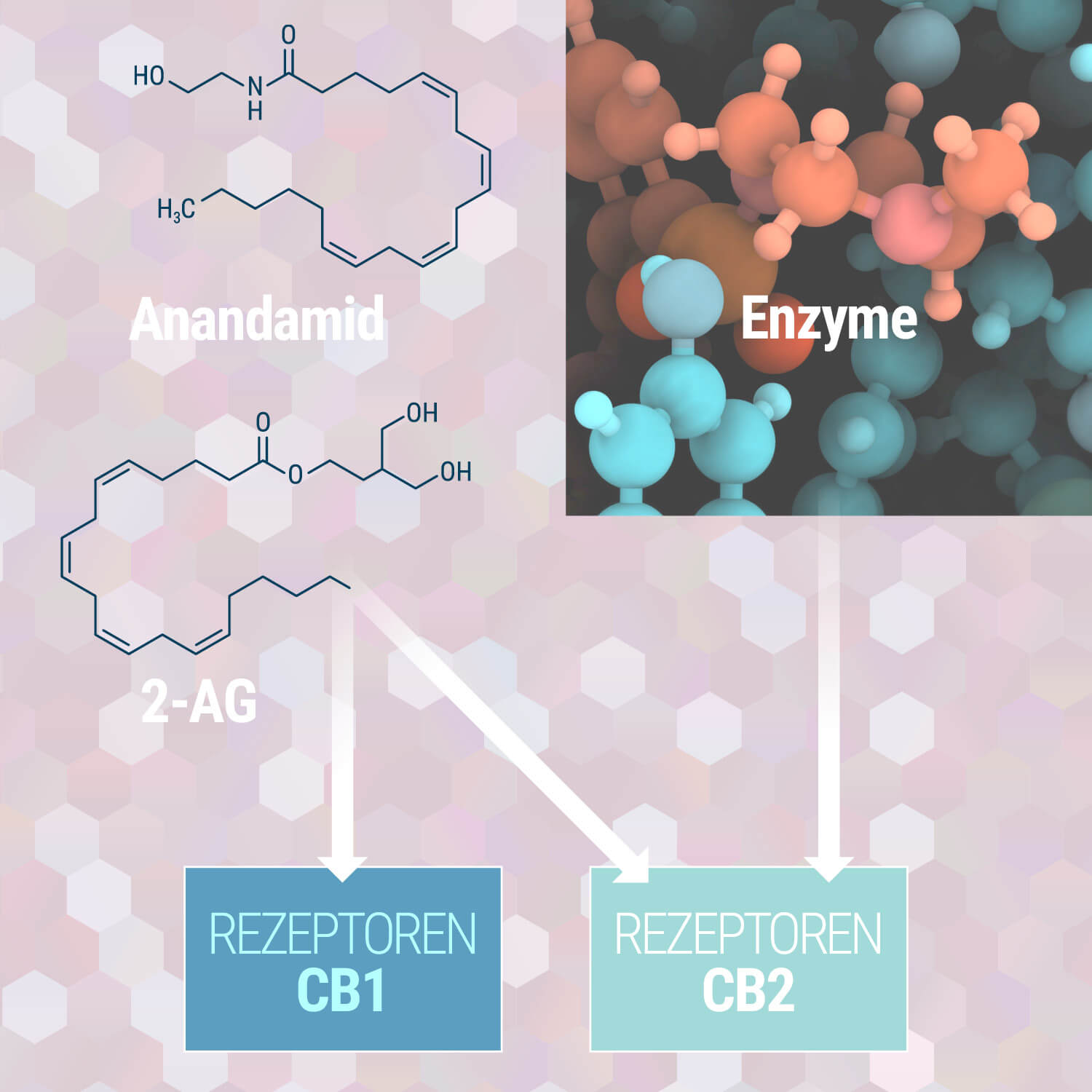 Dein endocannabinoid-system verstehen