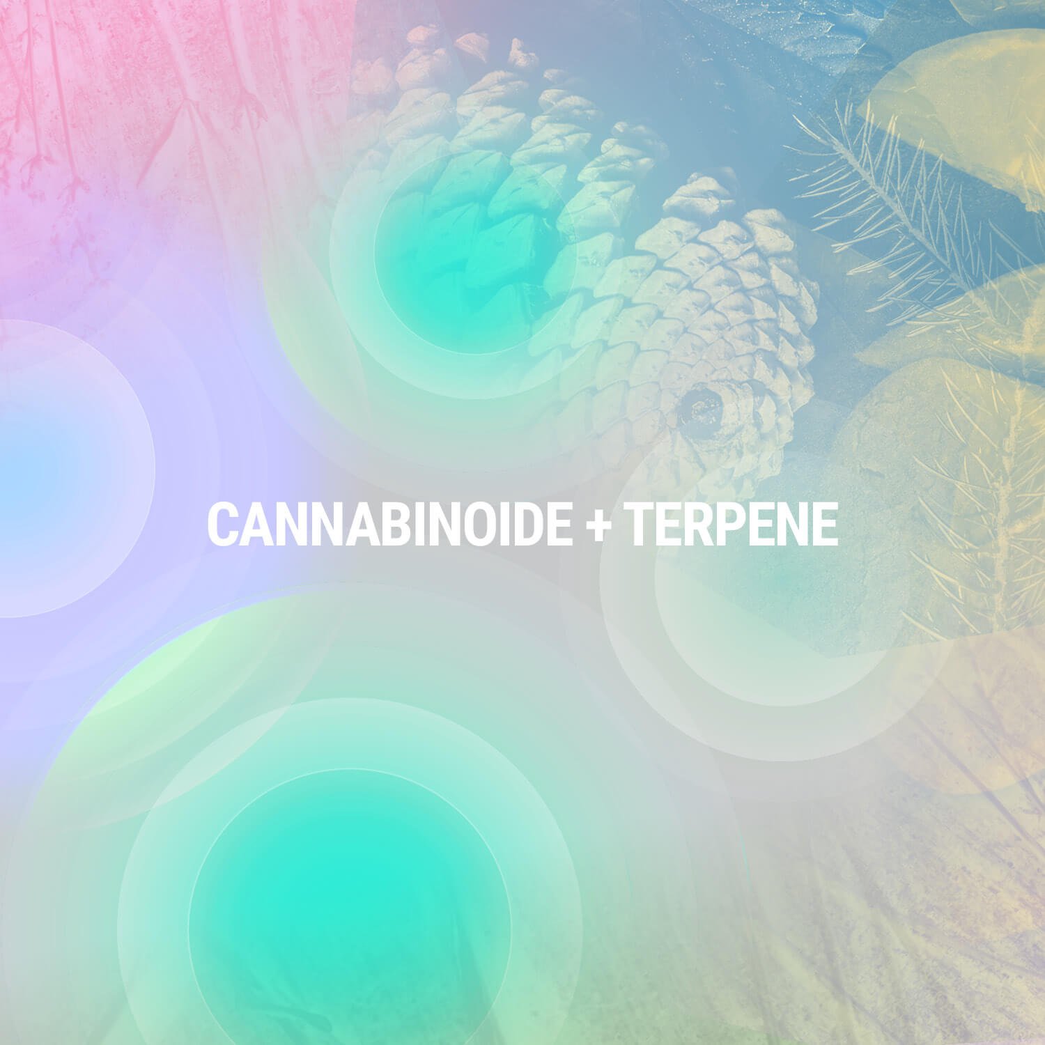 Cannabinoide + Terpene