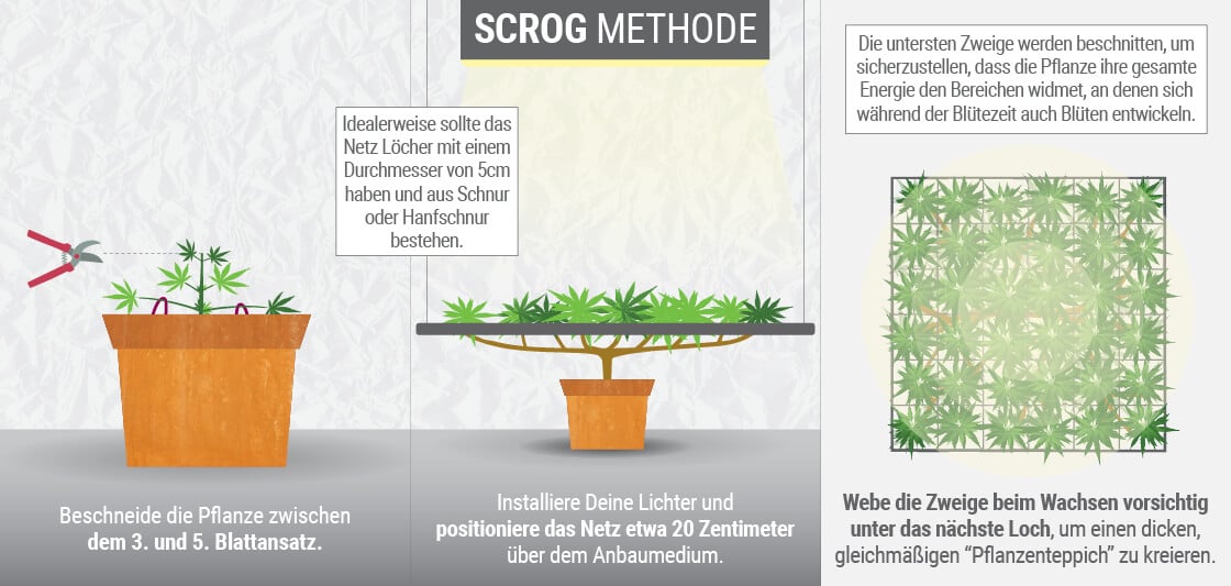 Wachsende Cannabis mit der SCROG (Screen of Green) Methode Wachsende Cannabis mit der SCROG (Screen of Green) Methode