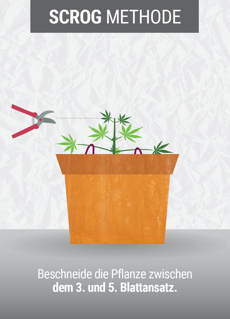 Wachsende Cannabis mit der SCROG (Screen of Green) Methode Wachsende Cannabis mit der SCROG (Screen of Green) Methode