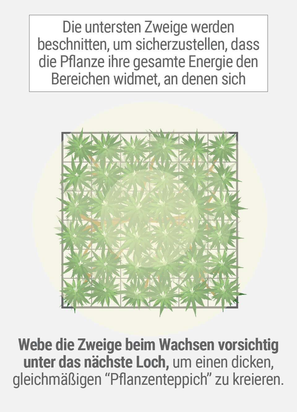 3 Wachsende Cannabis mit der SCROG (Screen of Green) Methode