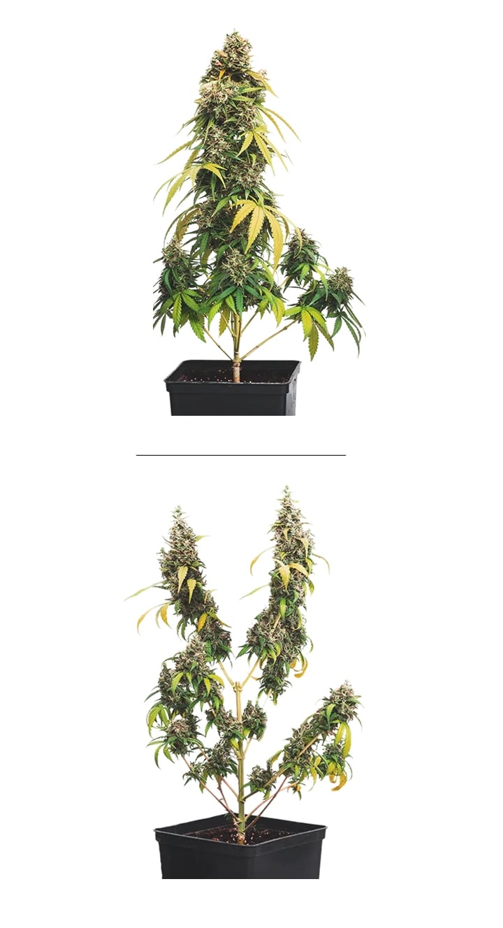 Cannabis-Topping Beispiel (getoppt vs ungetoppt) Beispiel nebeneinander für Cannabis-Topping: ungetoppte Pflanze mit einer Hauptcola vs getoppte Pflanze mit mehreren Colas