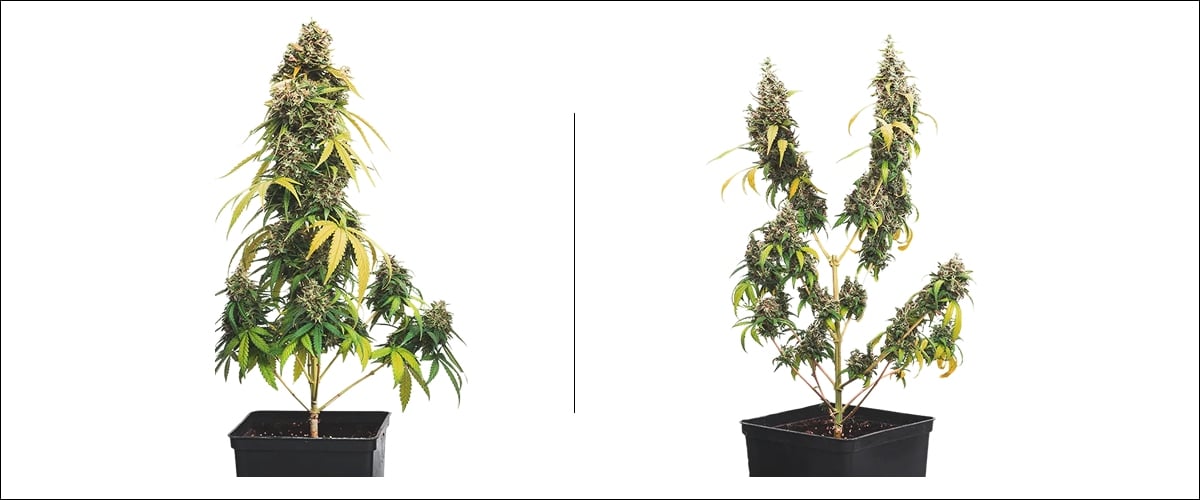 Cannabis-Topping Beispiel (getoppt vs ungetoppt) Beispiel nebeneinander für Cannabis-Topping: ungetoppte Pflanze mit einer Hauptcola vs getoppte Pflanze mit mehreren Colas