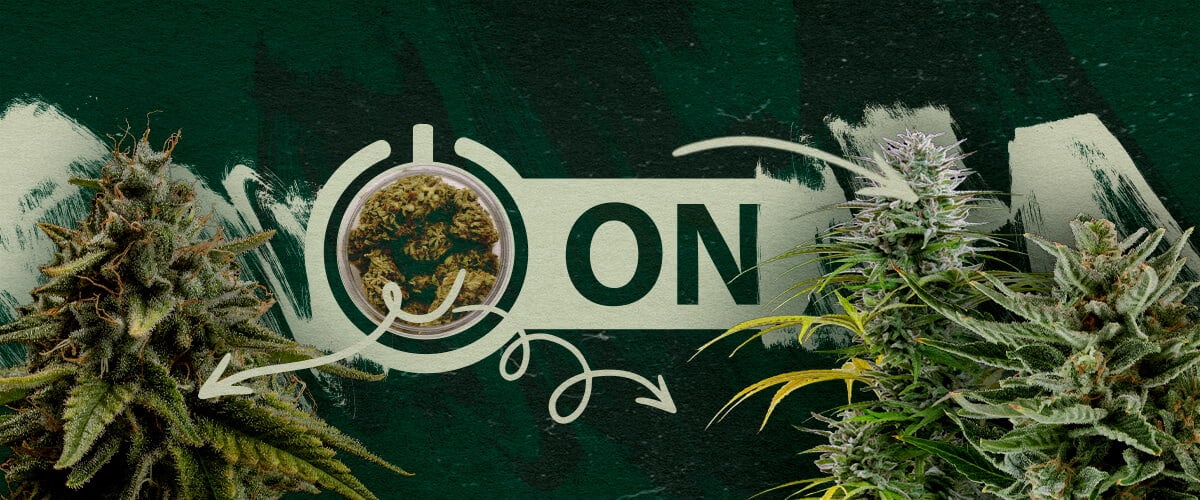 Empfohlene Cannabis-Sorten und Produkte nach einer Toleranzpause Cannabisblüten in einem Glas mit einer