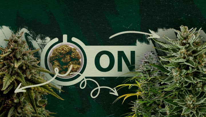 Empfohlene Cannabis-Sorten und Produkte nach einer Toleranzpause Cannabisblüten in einem Glas mit einer
